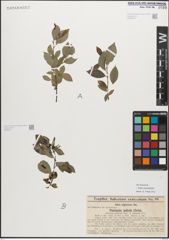 Foto von Salix myrsinifolia Salisb.